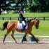 National Dressage Pony Cup